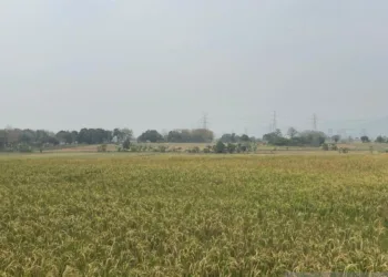 Bulog Cirebon Lanjut Beli Gabah Petani Rp6.500 per Kilogram sampai Desember