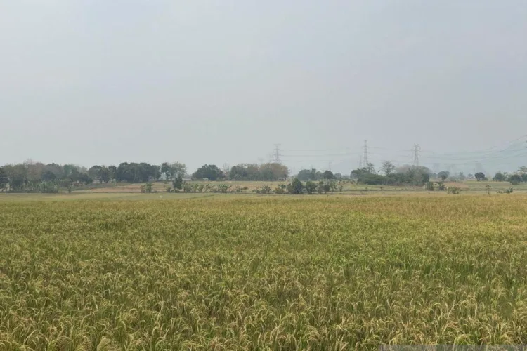 Bulog Cirebon Lanjut Beli Gabah Petani Rp6.500 per Kilogram sampai Desember 1 Kondisi sawah siap panen di Cirebon, Jawa Barat. ANTARA/LINGKAR NETWORK.
