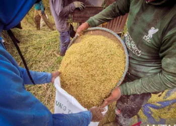 Lampaui Target: Bulog Bandung Serap 84.000 Ton Gabah Petani, Dibeli Rp6.500 per Kg