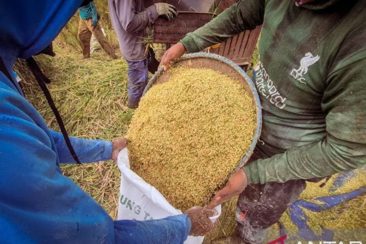 Lampaui Target: Bulog Bandung Serap 84.000 Ton Gabah Petani, Dibeli Rp6.500 per Kg 1 Sejumlah petani saat mengumpulkan hasil panen padi di Bojongsoang Kabupaten
Bandung, Jawa Barat. ANTARA/LINGKAR NETWORK.