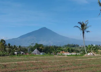 Potensi 30 Ribu Hektare, Garut Genjot Produksi Singkong untuk Bioetanol
