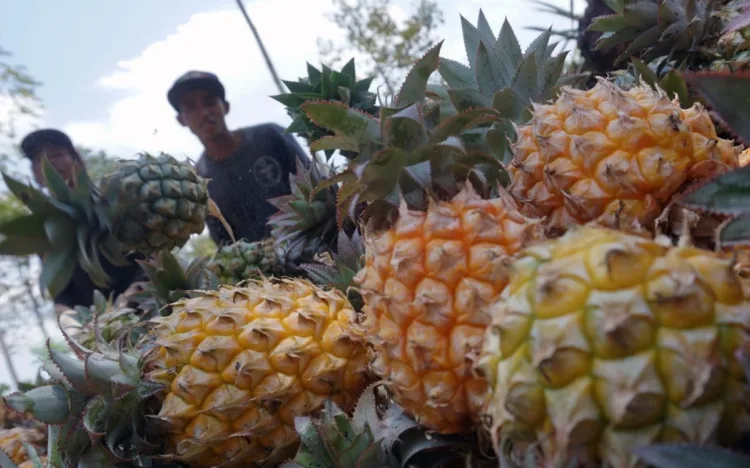 Barantin Catat Ekspor Buah Tropis ke China Capai Rp5,94 Triliun 1 Ilustrasi buah tropis. Barantin terus membidik perluasan pasar global untuk ekspor buah tropis Indonesia. (Lingkar.news Network)