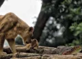 Transisi Pengelolaan Bandung Zoo, Begini Nasib 121 Eks Pekerja