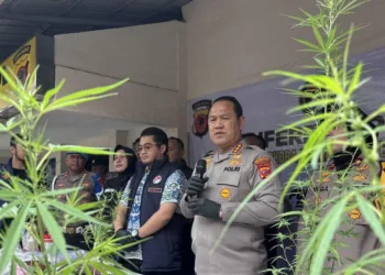Nekat Budidaya Ganja di Atap Rumah, Pria di Bandung Terancam Penjara 20 Tahun