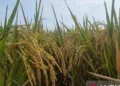Revolusi Pertanian di Sumedang Tingkatkan Panen 2 Kali Lipat, Ini Rahasianya!
