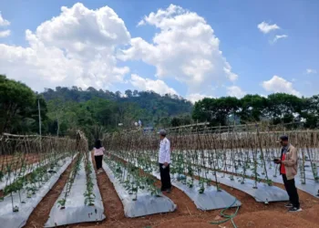.Camat Wae Rii saat kunjungan ke lokasi usaha BUMDesma Harmade.
