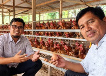 Diskusi pendampingan bersama Direktur BUMKal Wijaya Mulya Girimulyo Panggang Kunto Laksana Hadi di kangang ayam milik BUMKal.