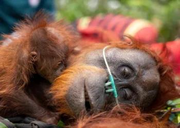 Kemenhut menangani 290 satwa liar terdampak karhutla hingga 8 Oktober 2026, termasuk 96 orangutan kalimantan.
