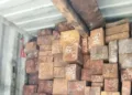 TNI AL menggagalkan penyelundupan 23 kontainer kayu merbau ilegal senilai Rp5,5 miliar di Pelabuhan Tanjung Perak, Surabaya.