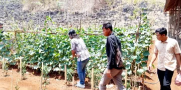 Tanaman timun dan cabai dilahan kering